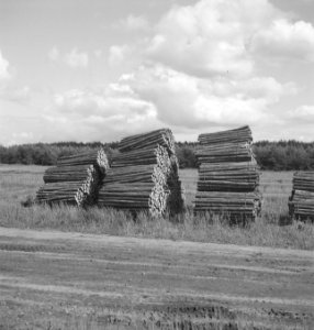 Houtopslagplaatsen, boomstammen, Bestanddeelnr 253-4882