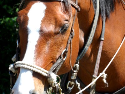 Horse Profile