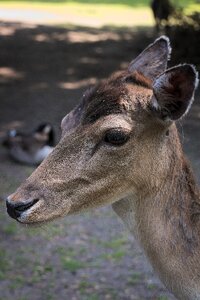 Nature mammal scheu photo