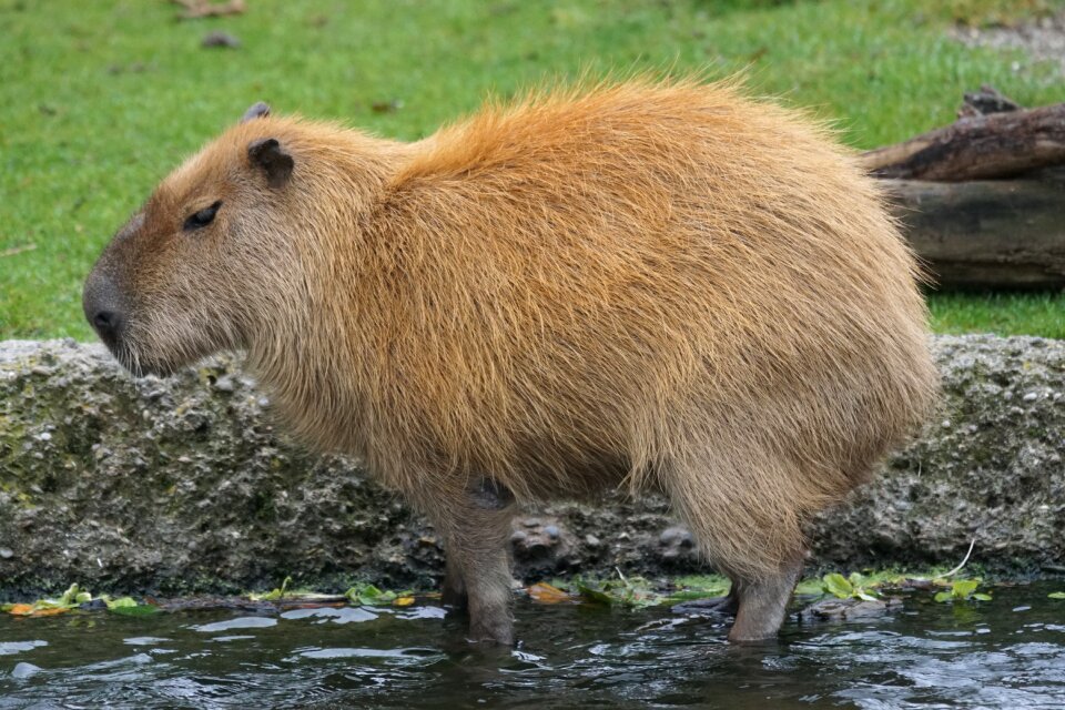 Largest rodent guinea pig-like hydrochoerus hydrochaeris