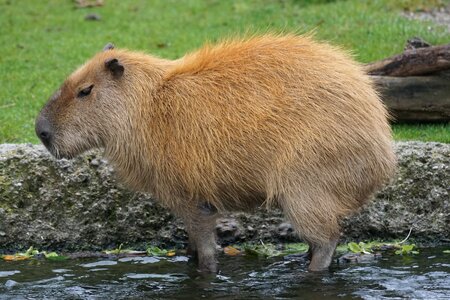 Largest rodent guinea pig-like hydrochoerus hydrochaeris photo