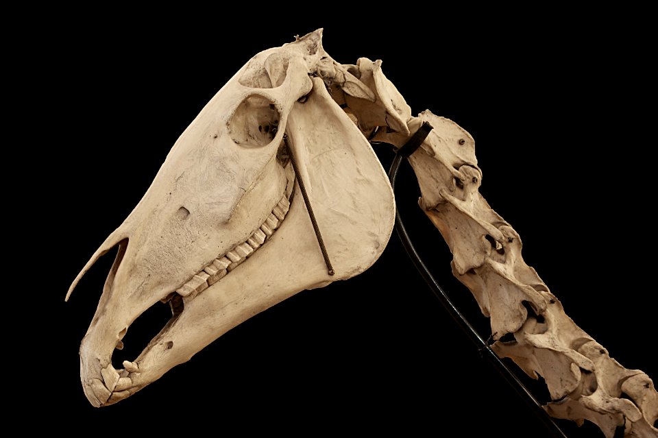 Horse skull neck vertebrae cheval crâne vertèbres cervicales Alfort
