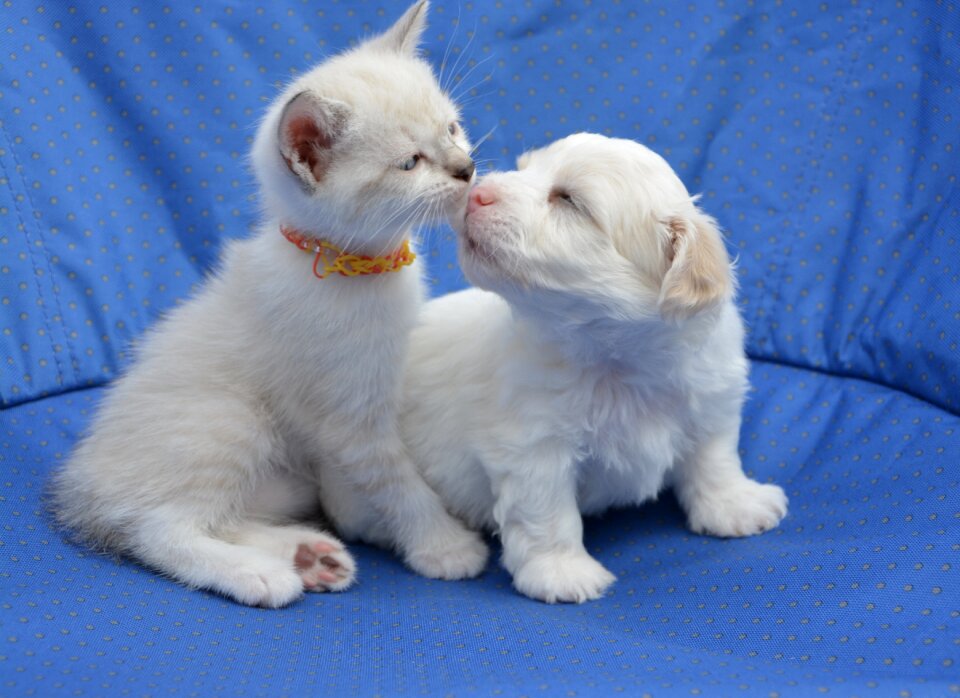 Kitten animals domestic animal