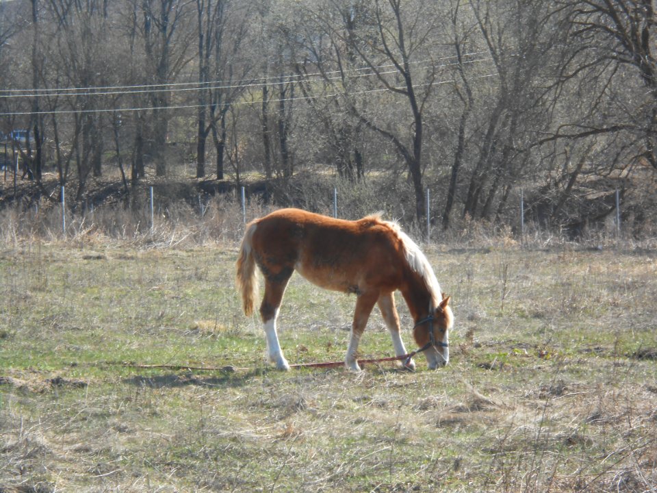 Horse in Smolensk