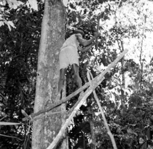 Houtkappen in Suriname, Bestanddeelnr 252-2512