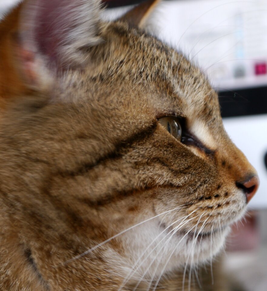 Domestic cat pet cat's eyes