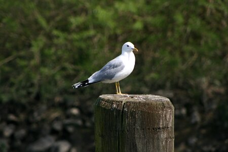 Sea maritime bird photo