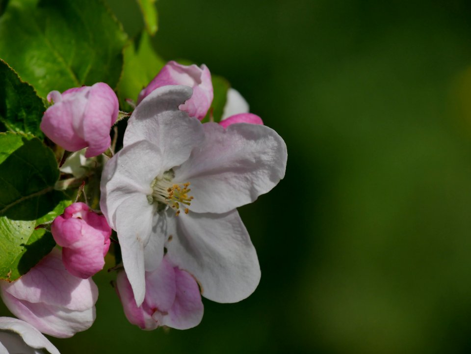 Horneburger Pfannkuchen Freilichtmuseum Roscheider Hof Blüte H6
