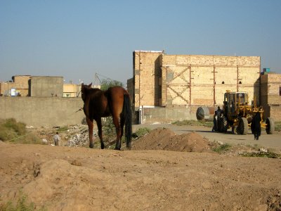 Horse - Near Hakim Hospital of Nishapur 43