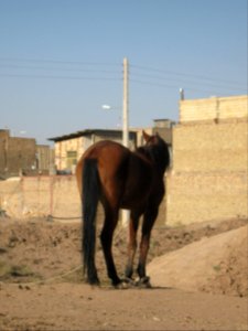 Horse - Near Hakim Hospital of Nishapur 29