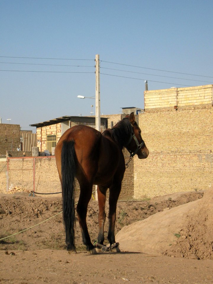 Horse - Near Hakim Hospital of Nishapur 31