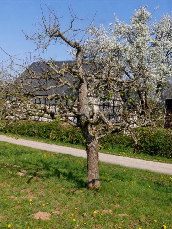 Horneburger Pfannkuchen Freilichtmuseum Roscheider Hof Ganzer Baum H1