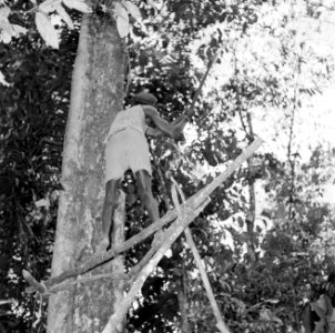 Houtkappen in Suriname, Bestanddeelnr 252-2513