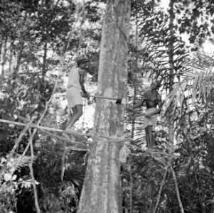 Houtkappen in Suriname, Bestanddeelnr 252-2514