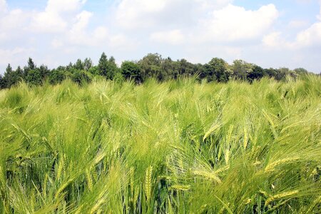 Field agriculture grain photo