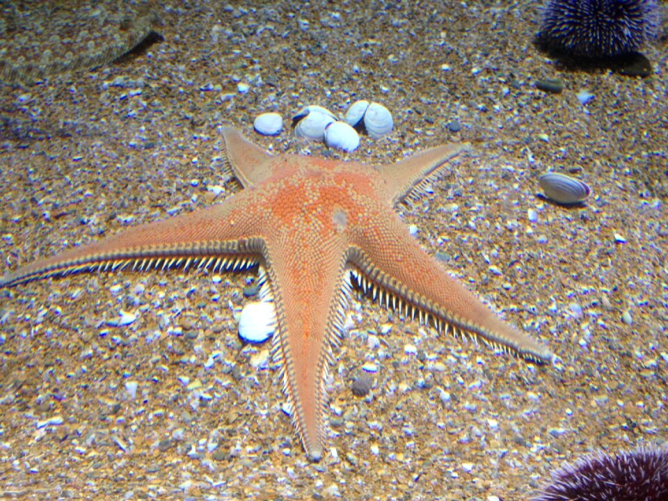 Starfish sand aquarium