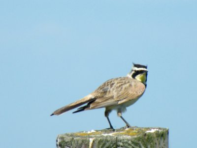 Horned Lark