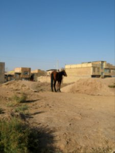 Horse - Near Hakim Hospital of Nishapur 26