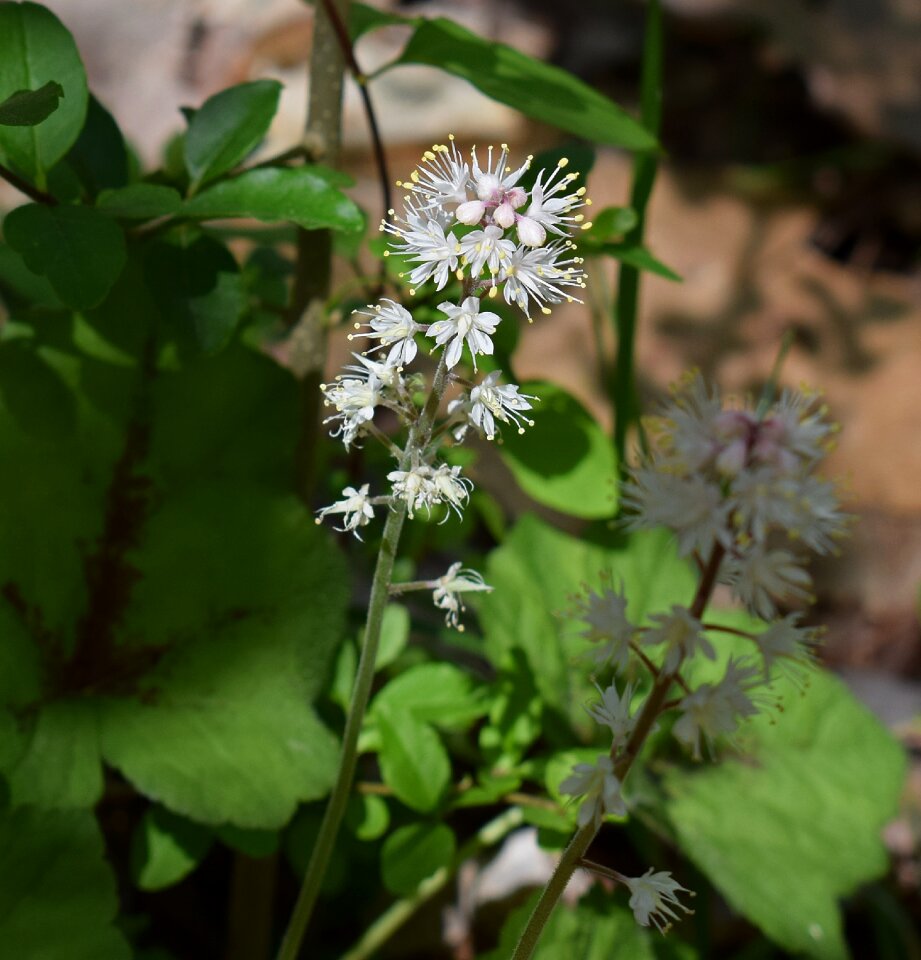 Blossom bloom plant photo