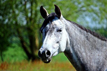 Pasture coupling gray mold