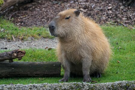 Largest rodent guinea pig-like hydrochoerus hydrochaeris photo