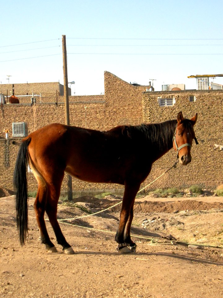 Horse - Near Hakim Hospital of Nishapur 21