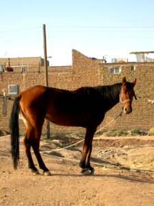 Horse - Near Hakim Hospital of Nishapur 21