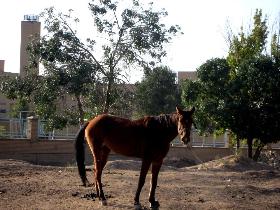 Horse - Near Hakim Hospital of Nishapur 12