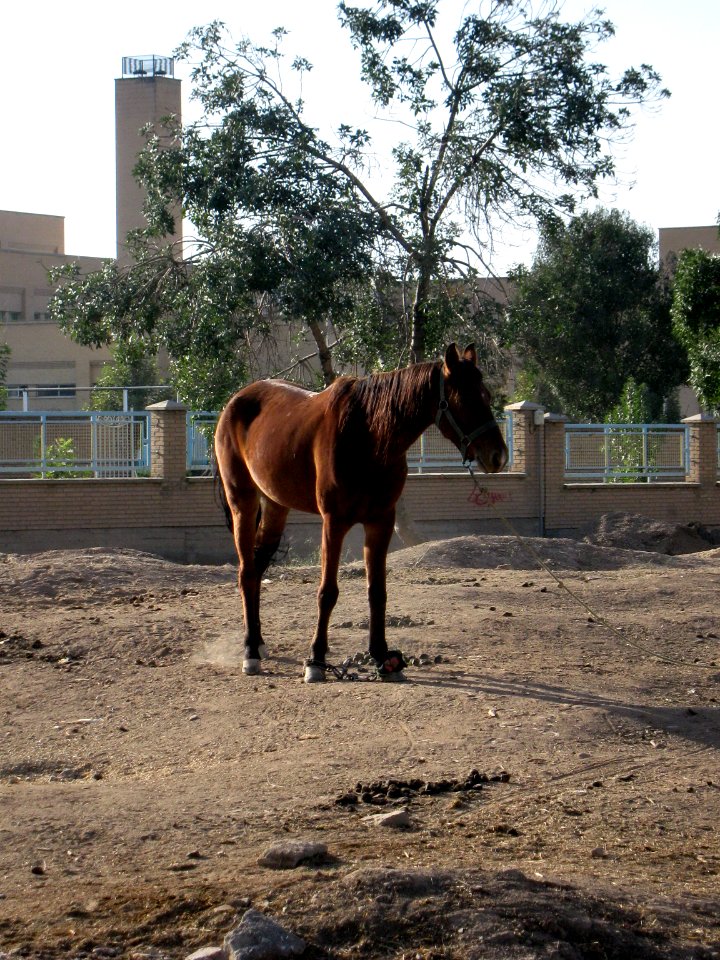 Horse - Near Hakim Hospital of Nishapur 04