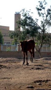Horse - Near Hakim Hospital of Nishapur 03