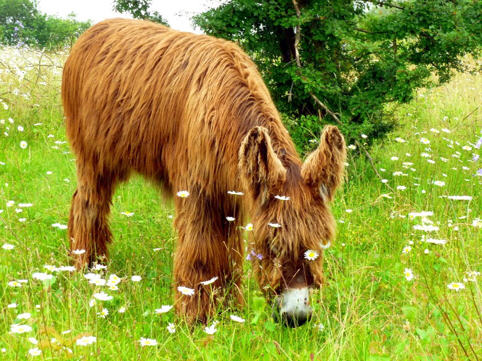 Rural nature animal world