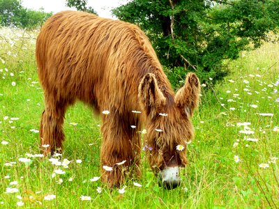 Rural nature animal world