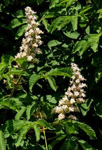 Horse chestnut flowers in Brodalen 1 photo