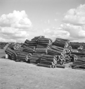 Houtopslagplaatsen, boomstammen, Bestanddeelnr 253-4881