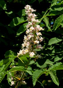 Horse chestnut flowers in Brodalen 3