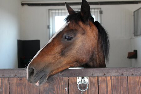 Sport horse nastogadka