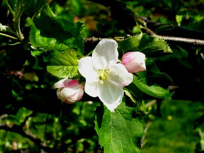 Blossom apple tree spring photo
