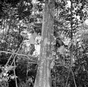 Houtkappen in Suriname, Bestanddeelnr 252-2516