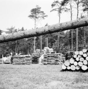 Houtindustrie, boomstammen, houtopslagplaatsen, Bestanddeelnr 251-9491