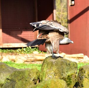 Bird nature animal world