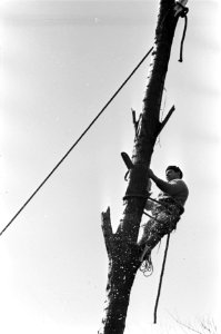 Houthakker aan het werk in de tuin. Houthakker zaagt stuk van boom af, Bestanddeelnr 921-1646