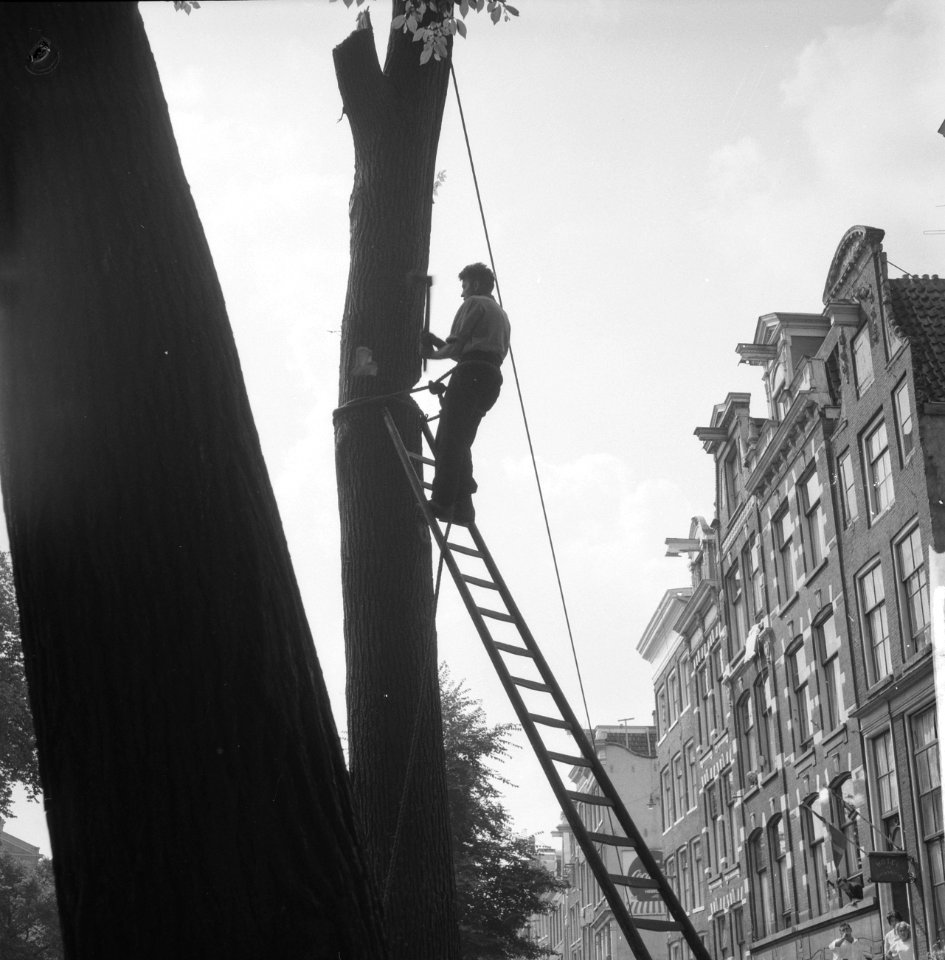 Houthakker bezig met zieke iep te vellen op de Reguliersgracht, Bestanddeelnr 911-4796