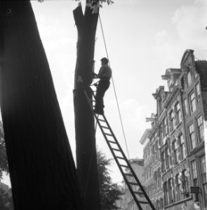 Houthakker bezig met zieke iep te vellen op de Reguliersgracht, Bestanddeelnr 911-4796