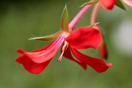 Bloom flower flowering stems photo