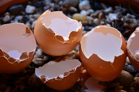 Broken eggs calcium shells