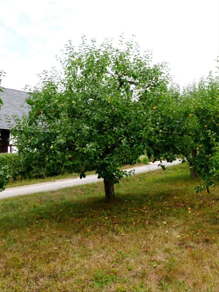 Horneburger Pfannkuchen Freilichtmuseum Roscheider Hof Ganzer Baum H3