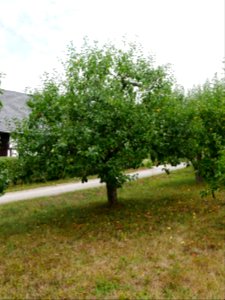 Horneburger Pfannkuchen Freilichtmuseum Roscheider Hof Ganzer Baum H3
