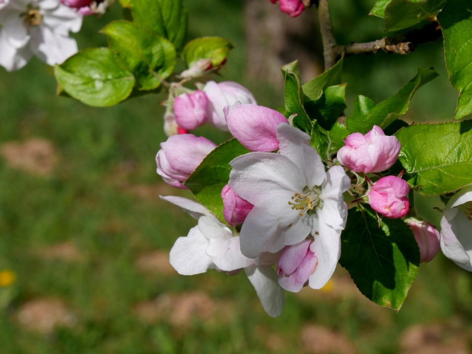 Horneburger Pfannkuchen Freilichtmuseum Roscheider Hof Blüte H4