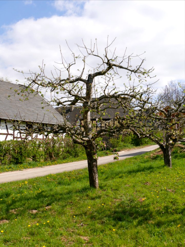 Horneburger Pfannkuchen Freilichtmuseum Roscheider Hof Ganzer Baum H2