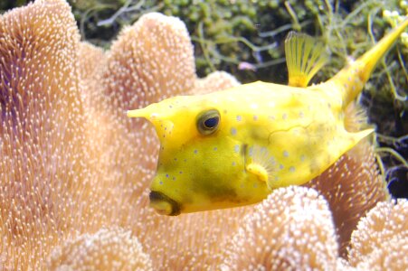 Horned boxfish sea underwater photo